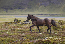 Iceland-Northern Tours-Northern Exposure Lake Myvatn